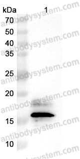 Anti-Monkeypox virus/MPXV A29L Antibody (SAA0286)